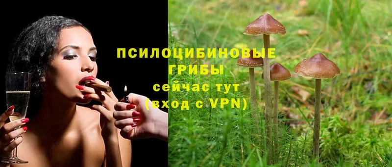 цена   Воскресенск  Псилоцибиновые грибы MAGIC MUSHROOMS 